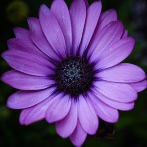 Meet your Posher, Clara